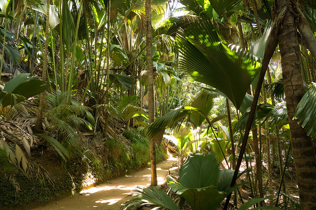 Seychelles boardwalk through forest