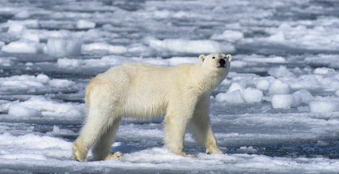 What to Expect on a Svalbard Polar Bear Tour