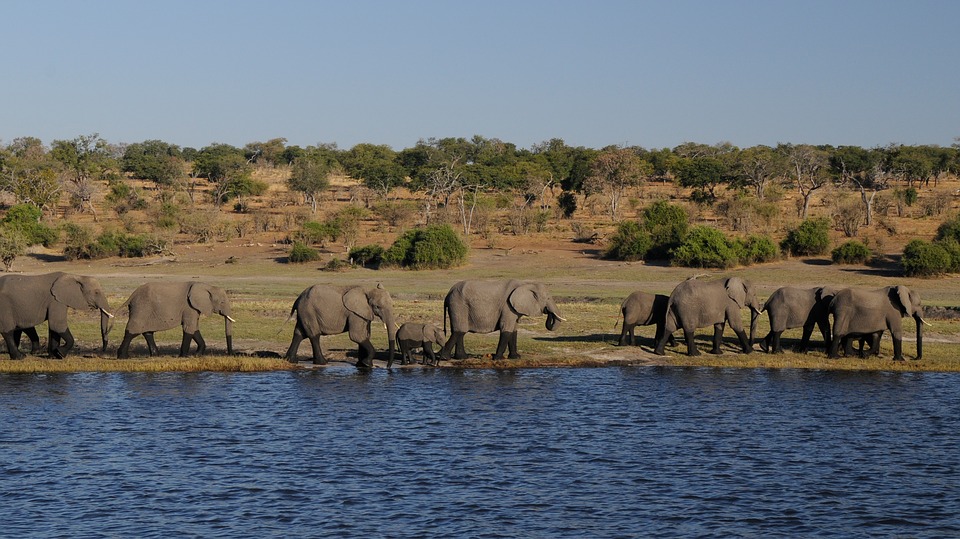 Elephants marching along the river banks in a row