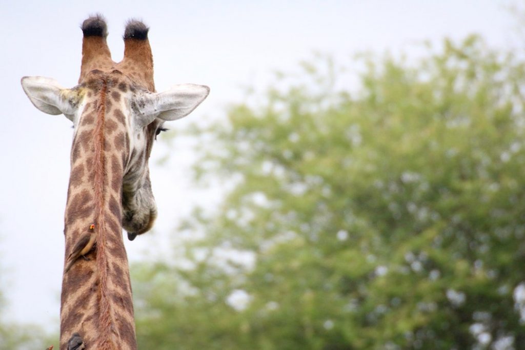 Back of a giraffe head in Africa