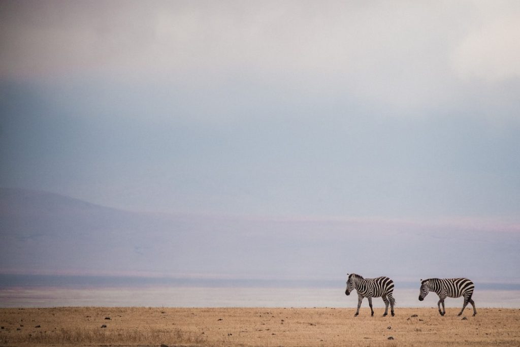 Two zebras in Africa