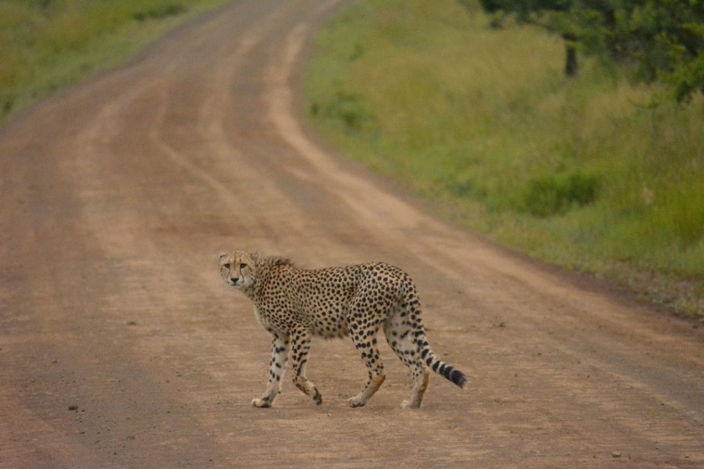Cheetah on the road in Africa