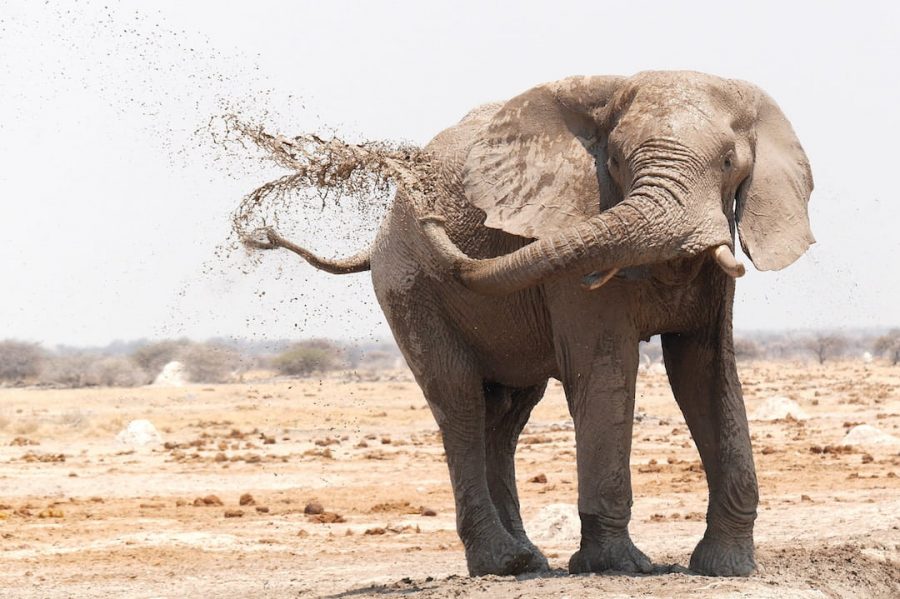 A baby elephant throwing water up in the air
