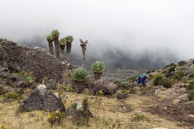 A foggy day en route to the summit of mount Kilimanjaro