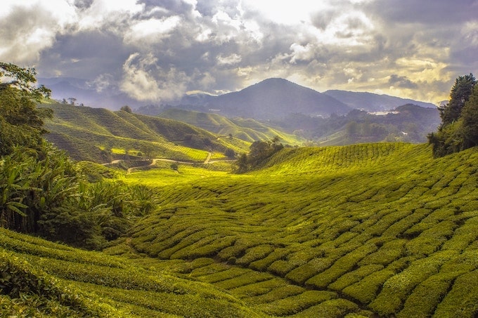 Expansive green fields in the Cameron Highlands, Malaysia