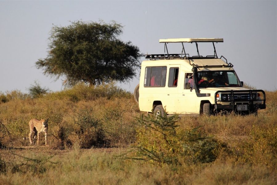 A safari truck in Africa travelling alongside a cheetah