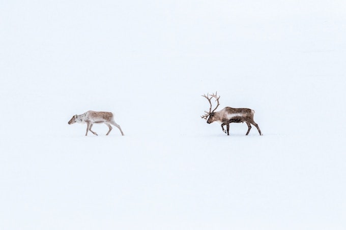A male and female reindeer walking in a row in the snow