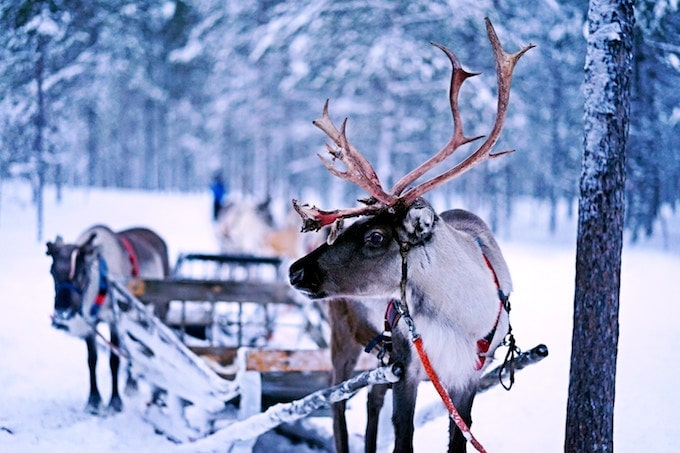 A reindeer attached to a sleigh