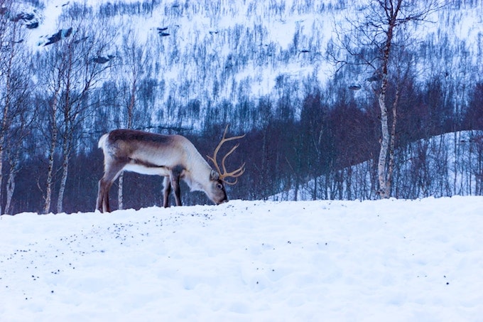 A reindeer grazing in polar park, norway