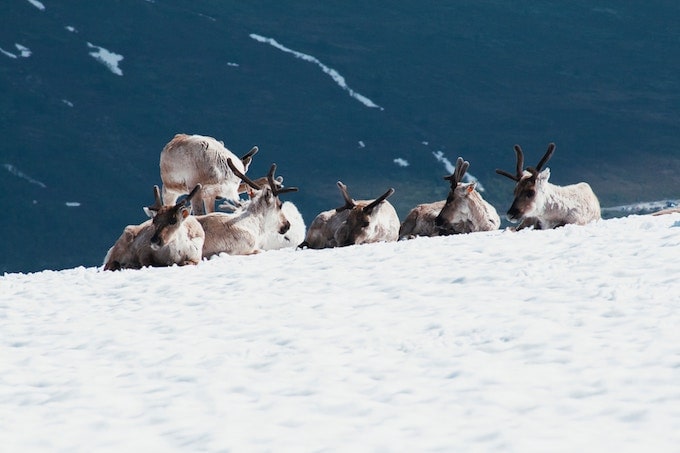 A group of reindeer sitting on snow