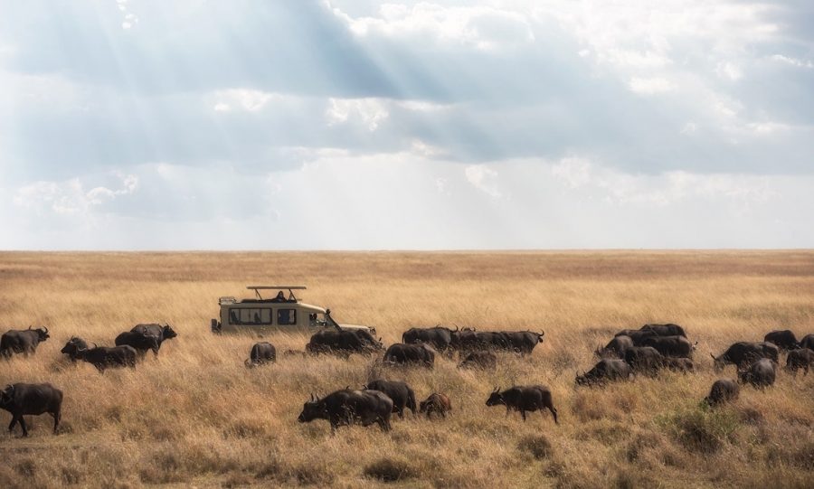 Safari truck driving through tanzania
