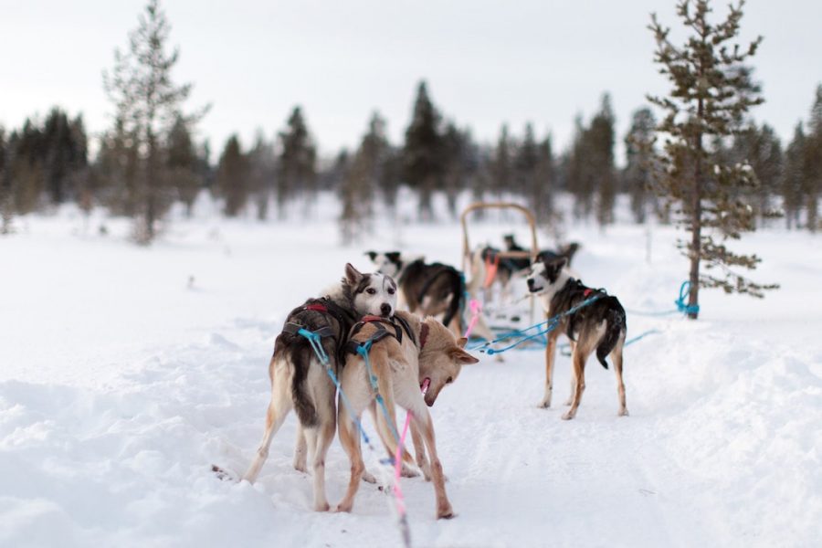 A group of dogs and a sled in Finland.