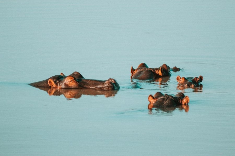 Hippos in the water