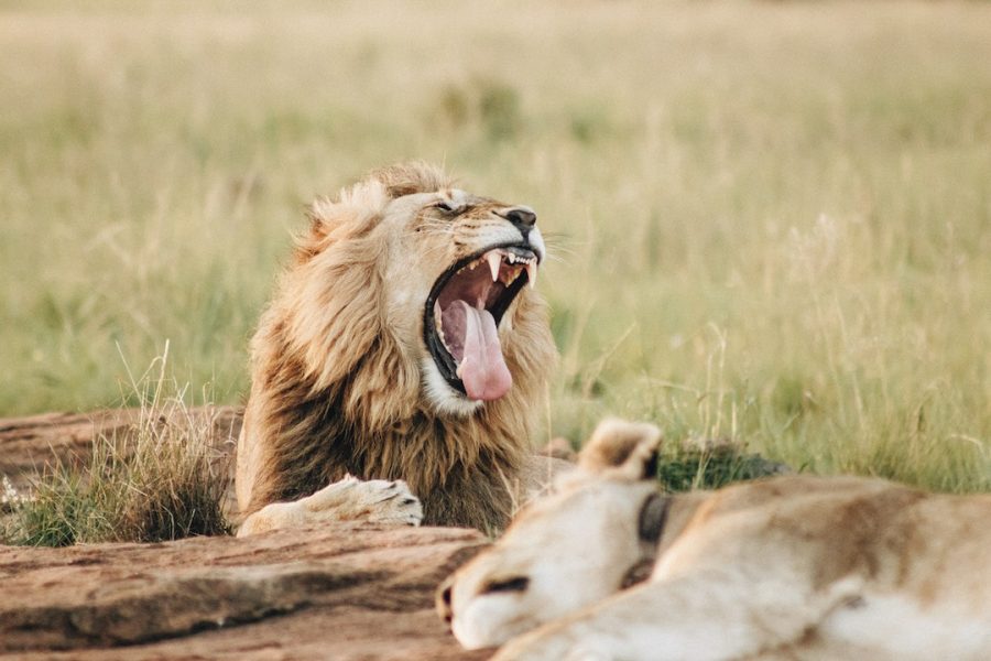 Lion yawning in the wild