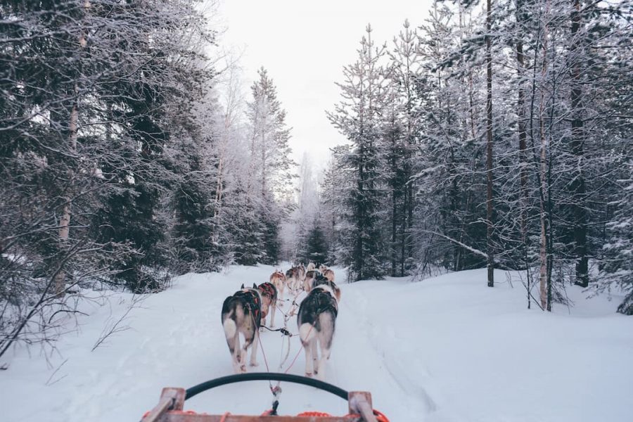 Husky sled in the forests of Finland