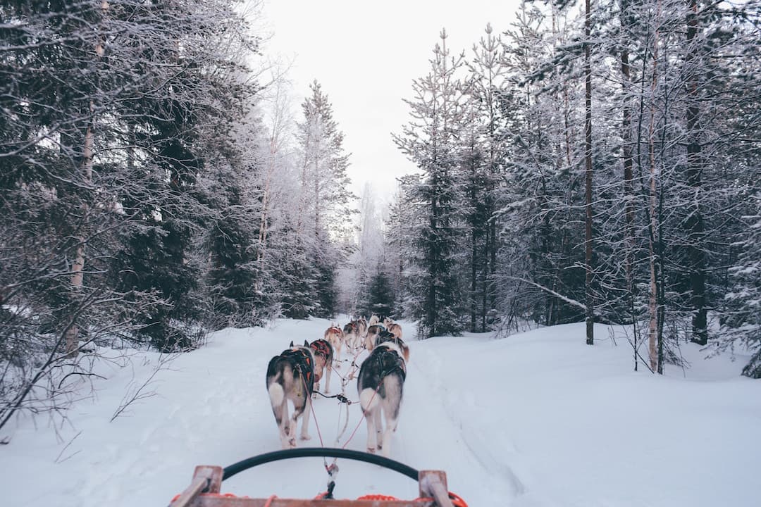 What to Know Before Your Husky Safari in Finland
