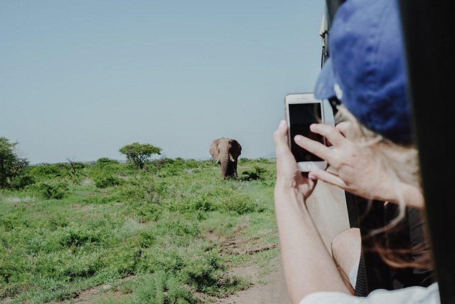 Person with an iPhone taking a photo of an elephant on a safari tour