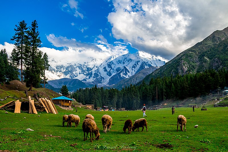 fairy meadows: a green field with mountains in the backdrop brown fluffly sheep grazing and woodlands