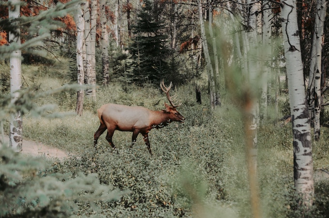 A caribou in Jasper National Park