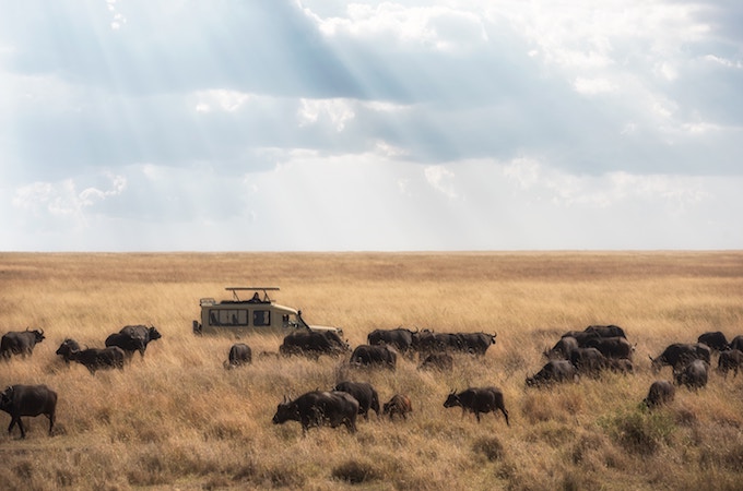 Serengeti vs. Masai Mara: Which National Park Should You Visit?