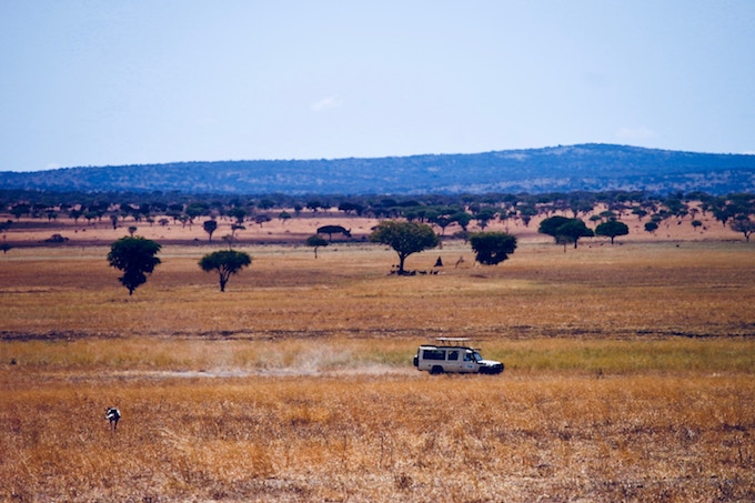 A safari jeep driving through serengeti national park