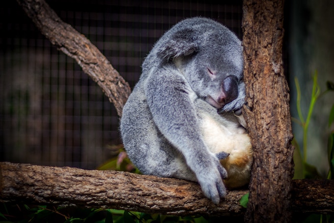 A koala in Australia