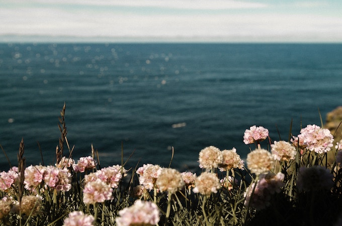 Flowers on the coast of Iceland