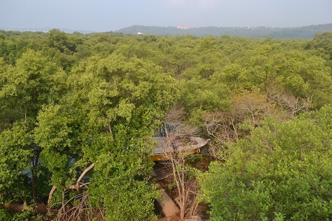 Green trees at the Dr. Salim Ali Bird Sanctuary, Goa, India