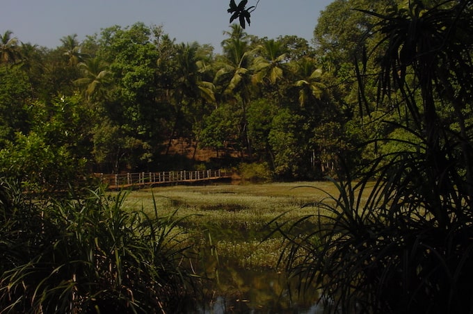 A spice plantation in a tropical jungle in Goa, India