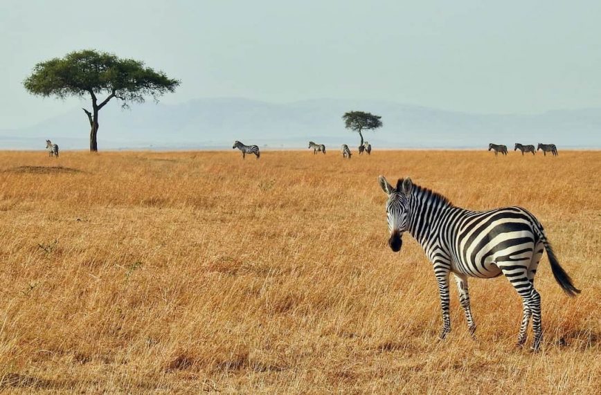 The Best Safari Parks in Kenya