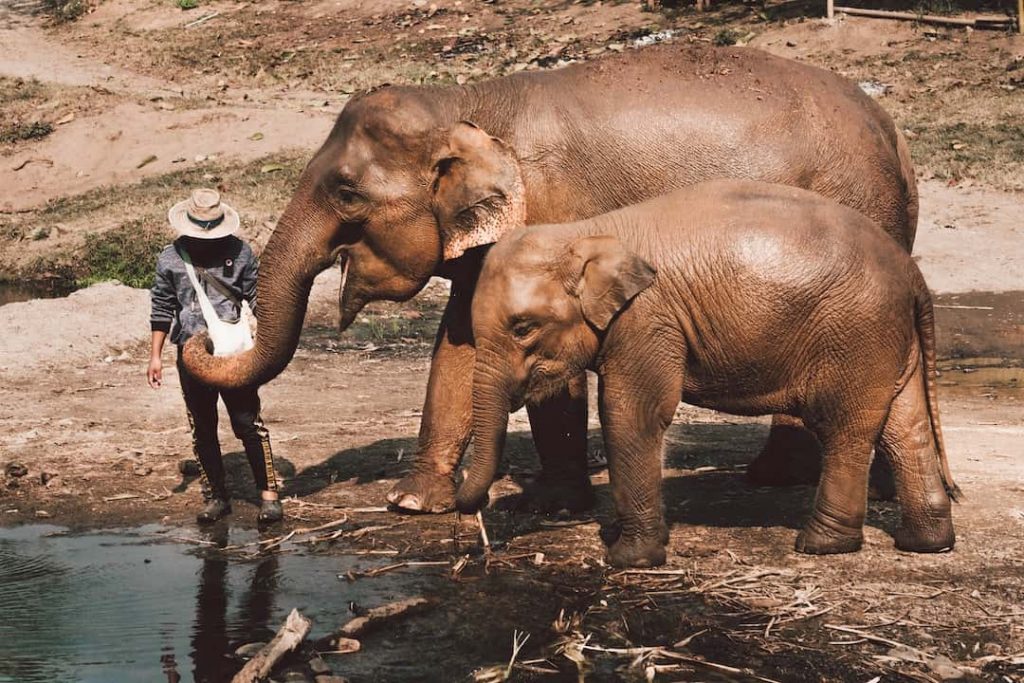 Two elephants standing near water with a mahout