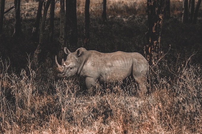 a rhino in Kenya
