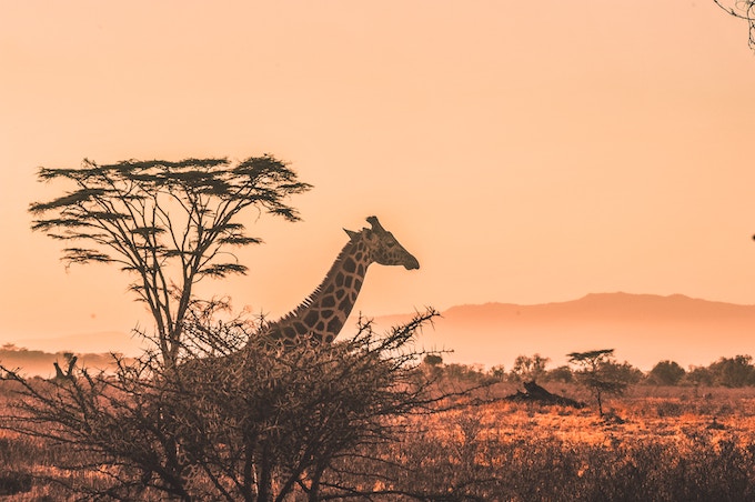 A giraffe at sunrise in Kenya