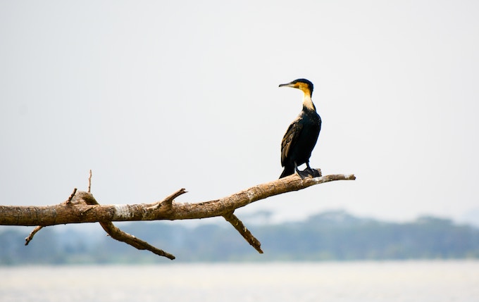 A bird on a branch in Kenya