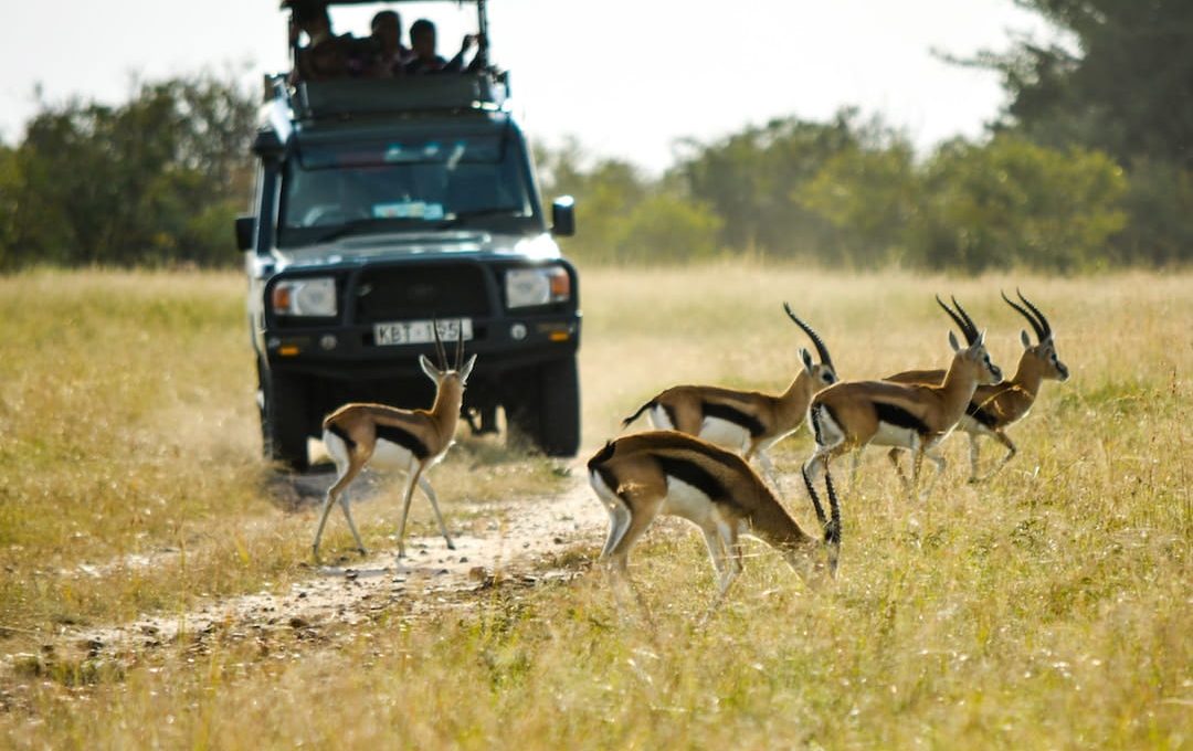 Essential First Time Safari Tips for Safaris in Kenya
