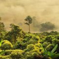 A foggy morning in phayao, pha chang noi, thailand