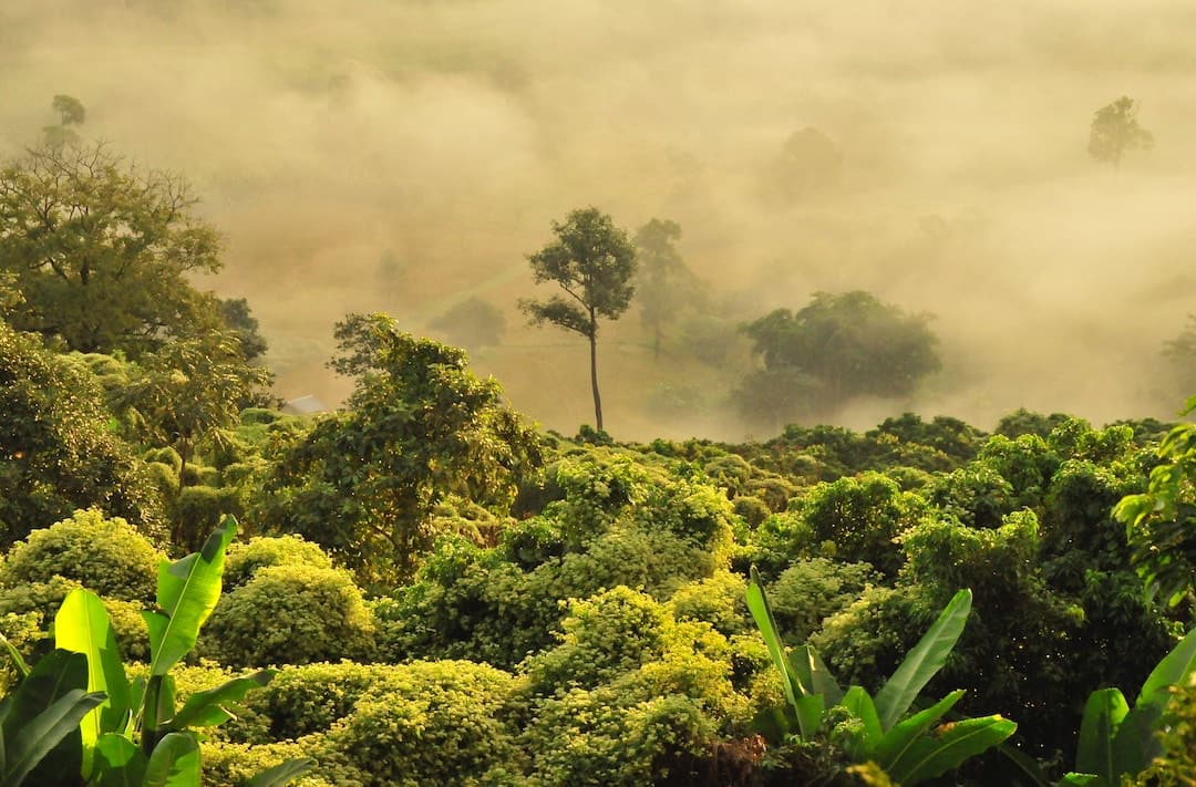 A foggy morning in phayao, pha chang noi, thailand