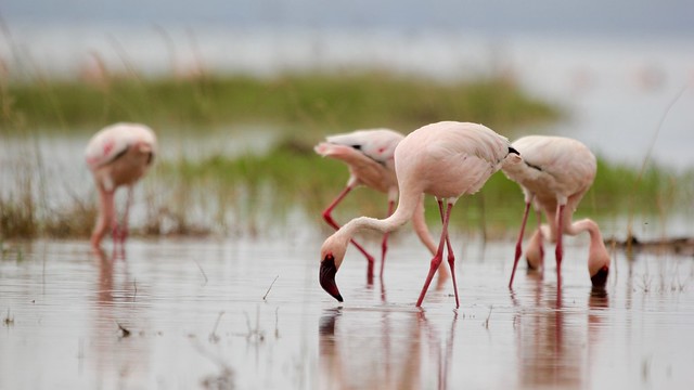 pink flamingos pecking at the water