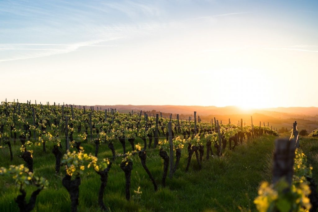 Vineyard surrounded by hills at sunset
