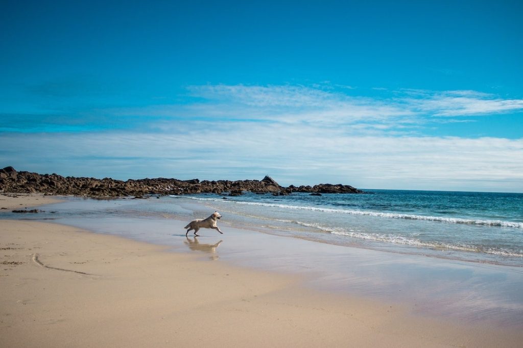 Dog running on a beach toward the ocean