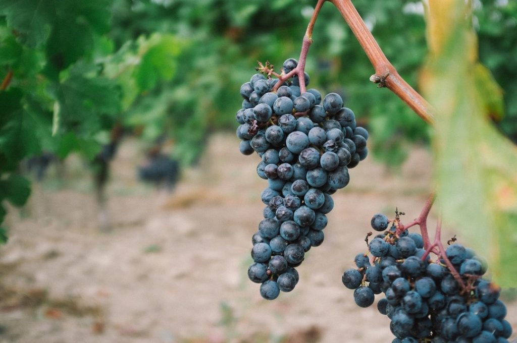 Close-up shot of red grapes on the vine in France