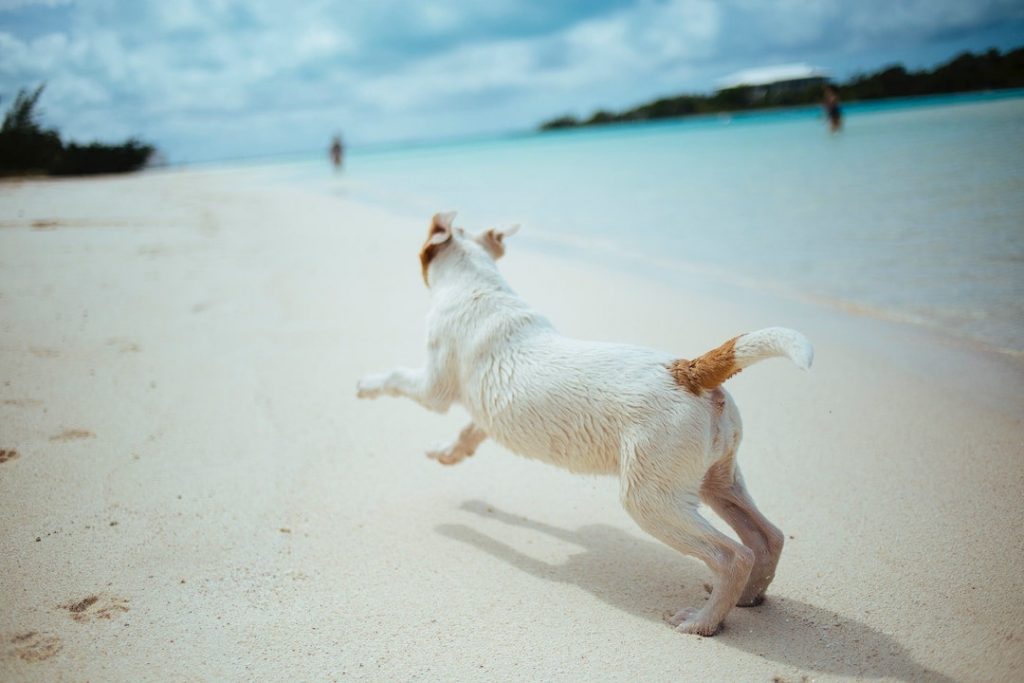 Small dog running down a white sand beach