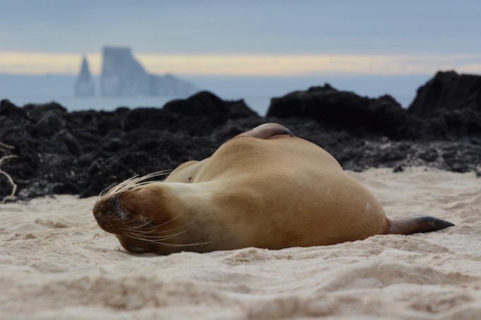 A seal lounging on the sand in the Galapagos Islands
