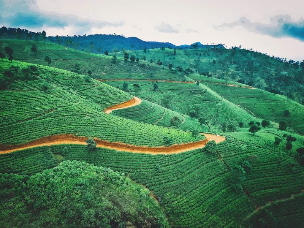 Hills covered with tea plantations in Sri Lanka