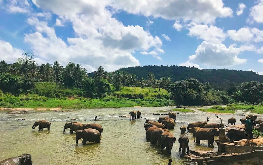 Where to Find the Best Wildlife in Southeast Asia