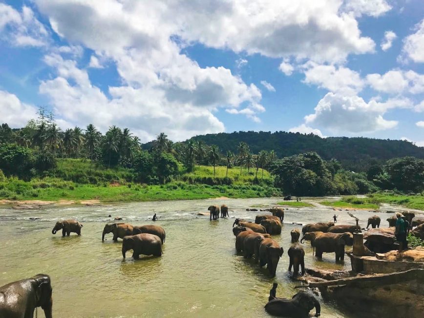 Where to Find the Best Wildlife in Southeast Asia