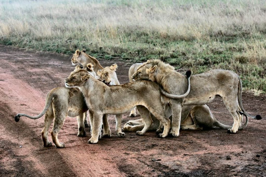 Baby lion cubs in Serengeti National Park, Tanzania