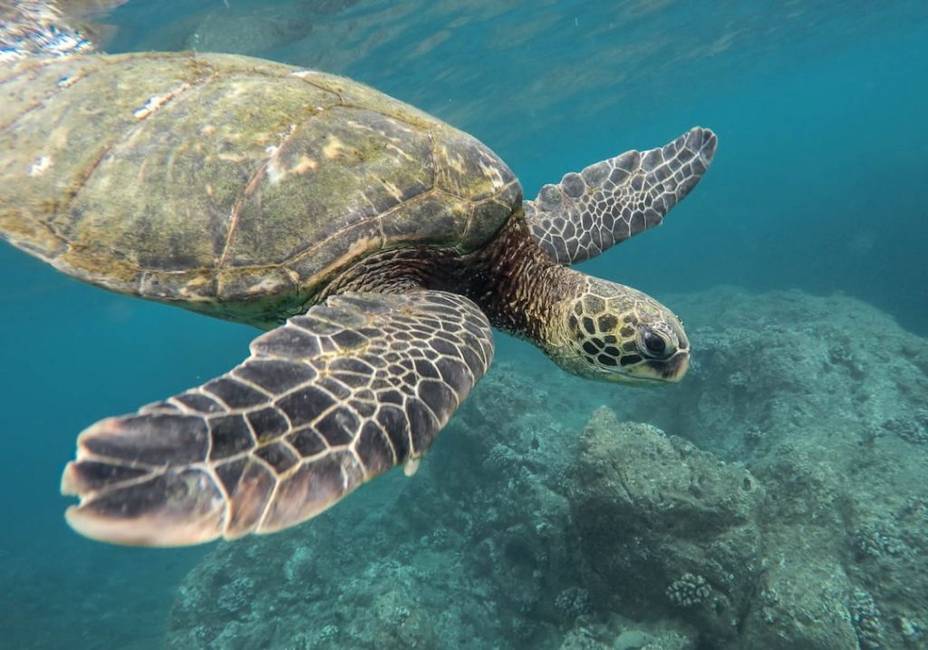 Sea turtle swimming in the ocean