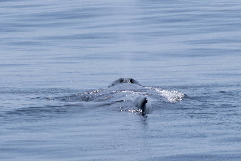 whale swims close to the surface