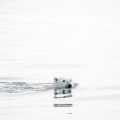polar bear swimming through water